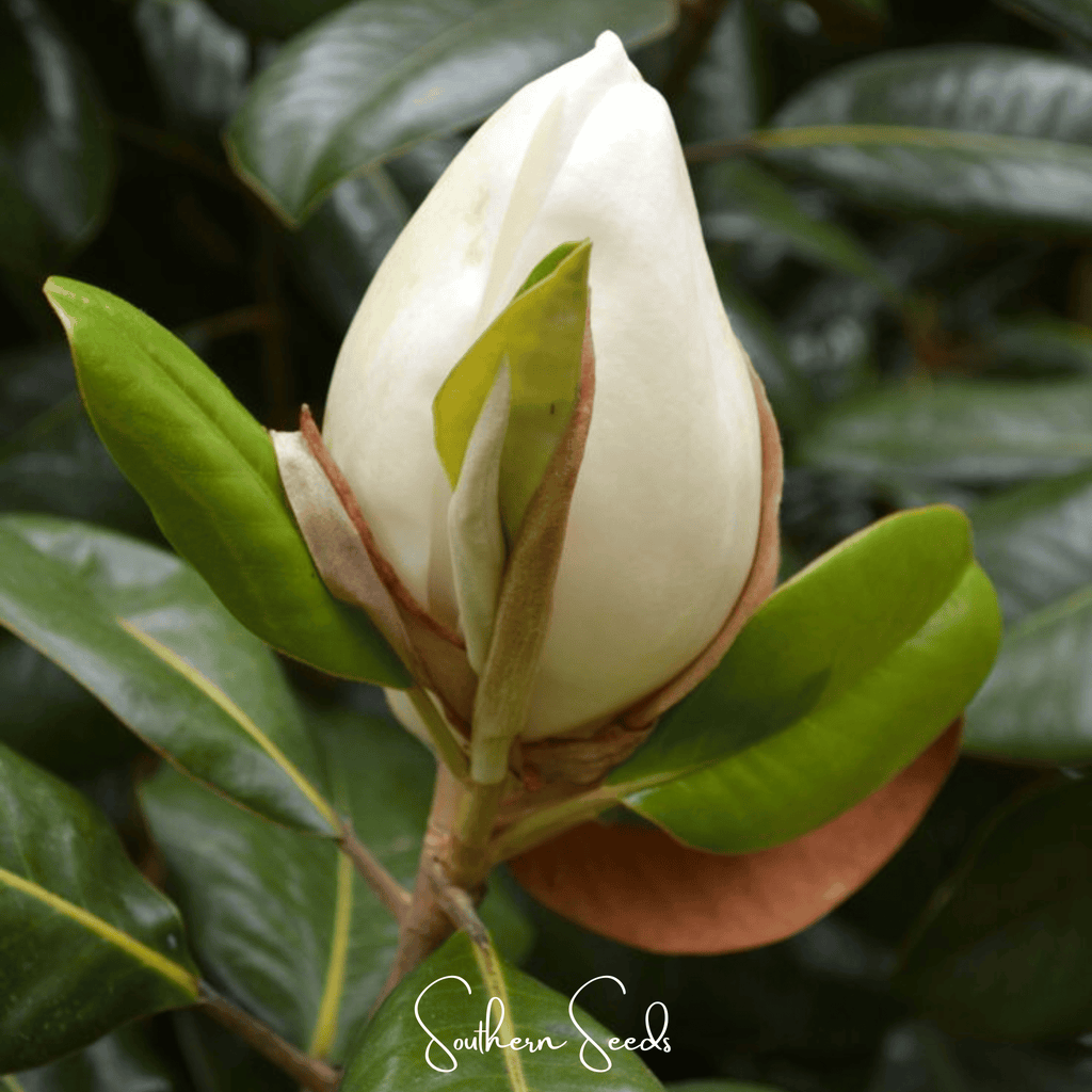 Southern Magnolia – 5 Seeds - Garden Gets