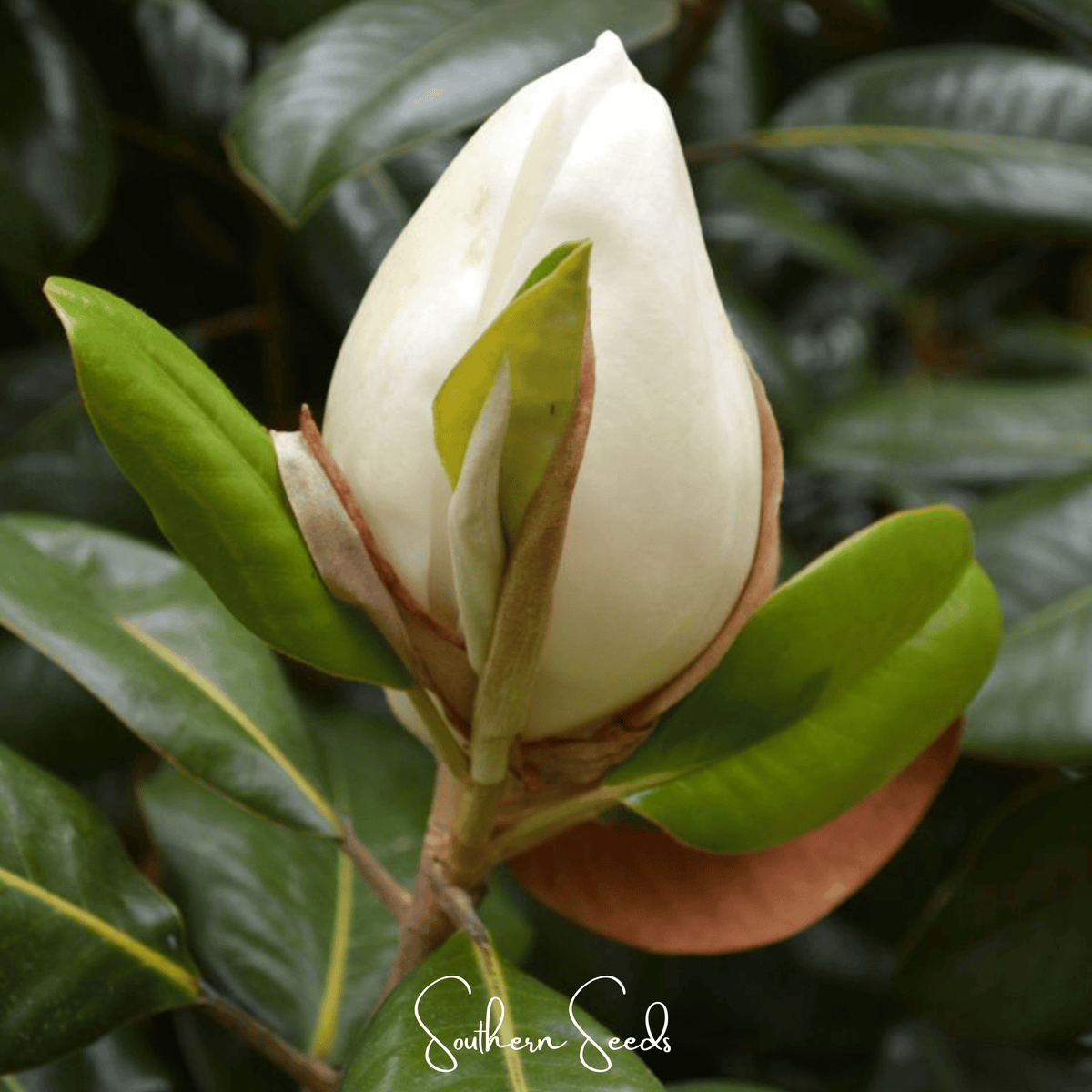 Southern Magnolia – 5 Seeds - Garden Gets