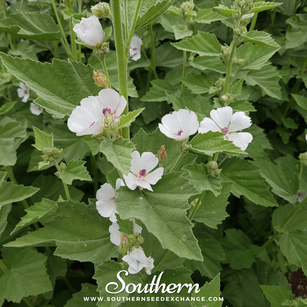 Marshmallow – 50 Seeds - Garden Gets