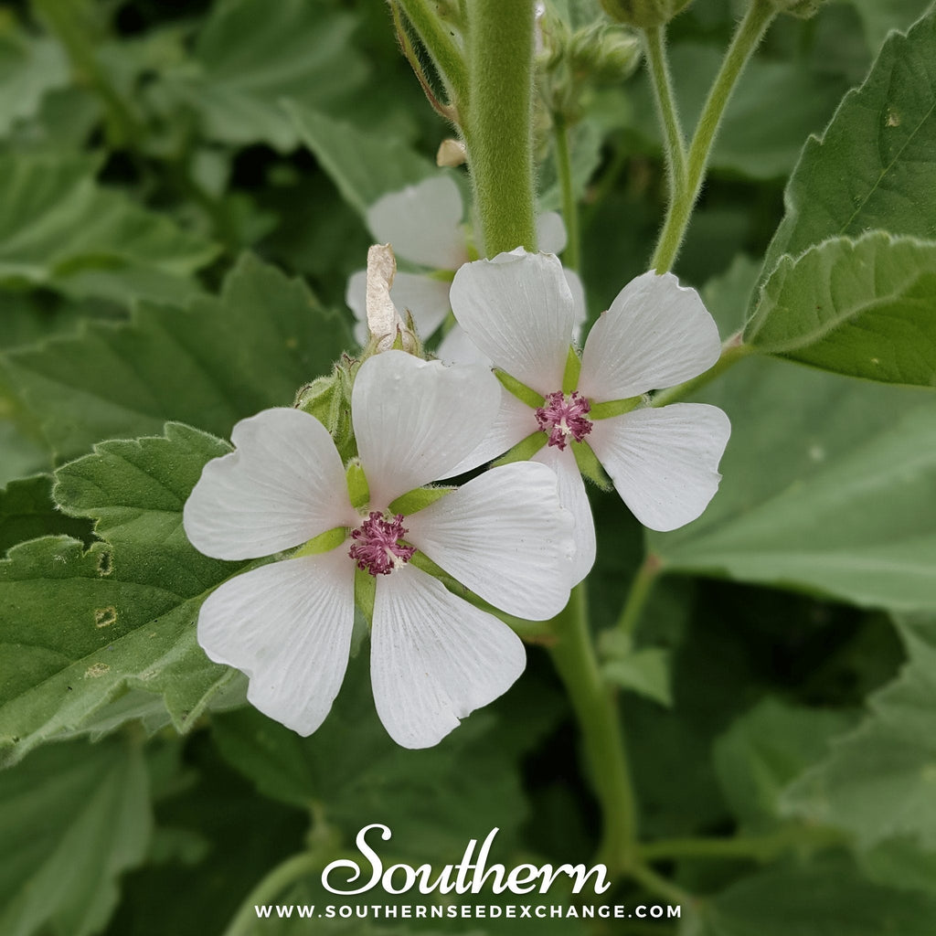 Marshmallow – 50 Seeds - Garden Gets
