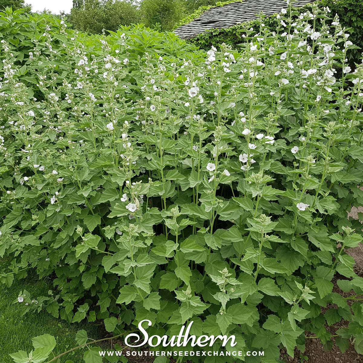 Marshmallow – 50 Seeds - Garden Gets
