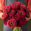 Meteor Zinnia – 100 Seeds - Garden Gets