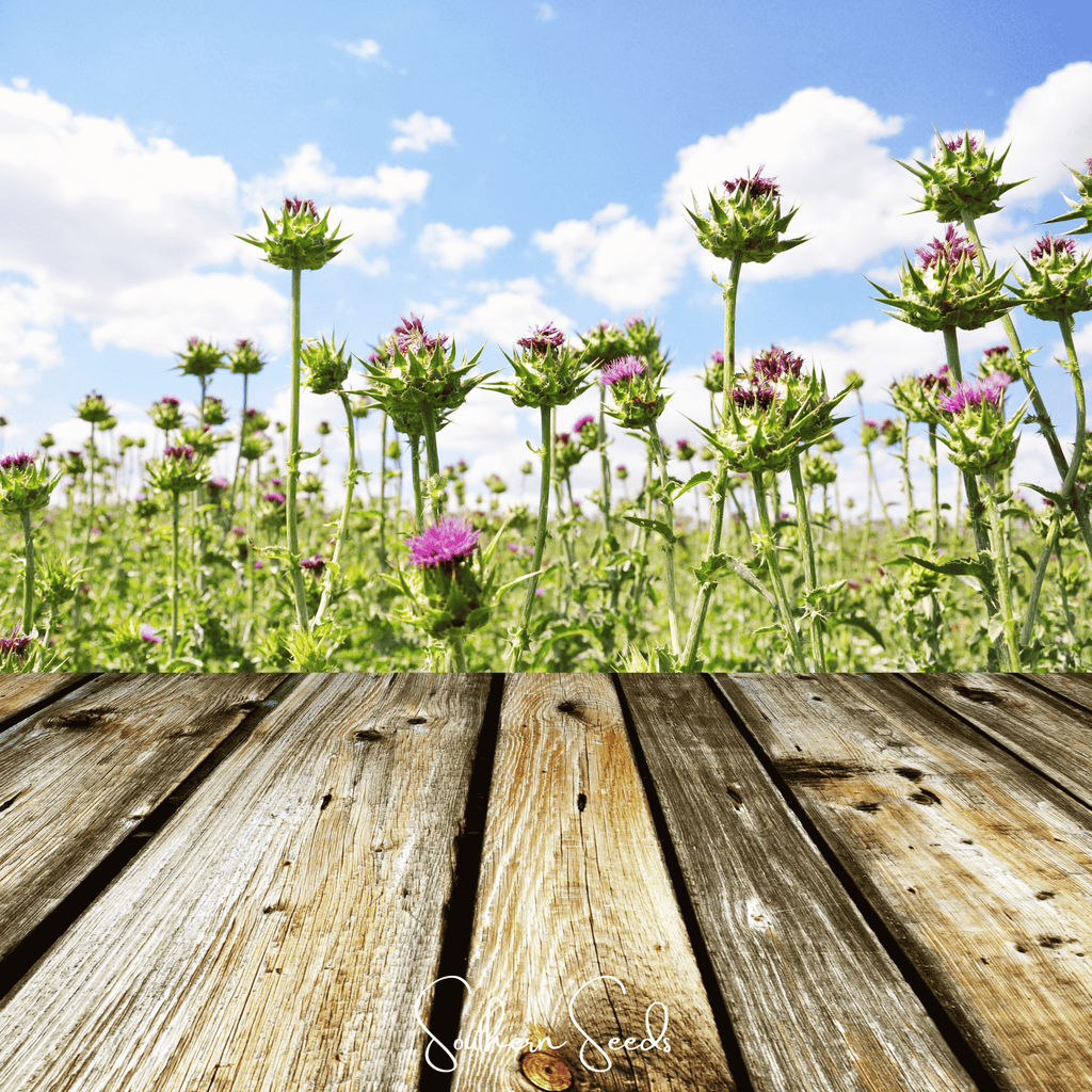 Milk Thistle – 20 Seeds - Garden Gets