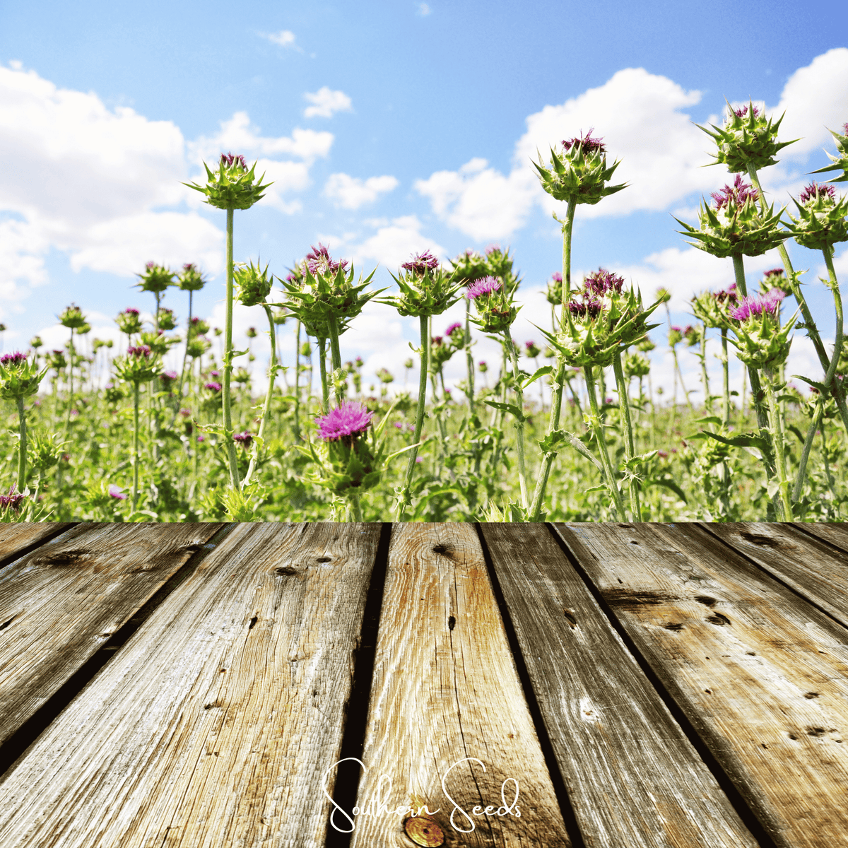 Milk Thistle – 20 Seeds - Garden Gets