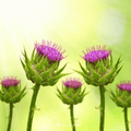 Milk Thistle – 20 Seeds - Garden Gets