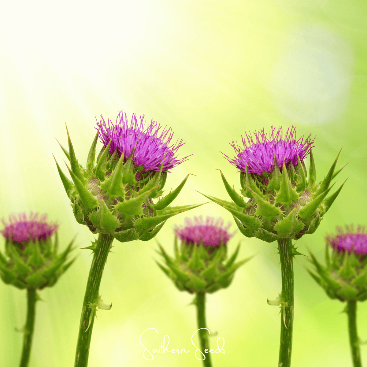 Milk Thistle – 20 Seeds - Garden Gets