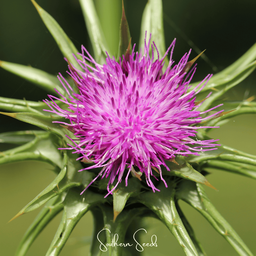 Milk Thistle – 20 Seeds - Garden Gets