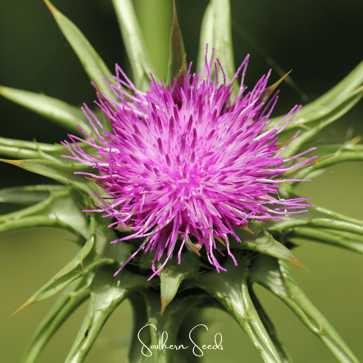 Milk Thistle – 20 Seeds - Garden Gets