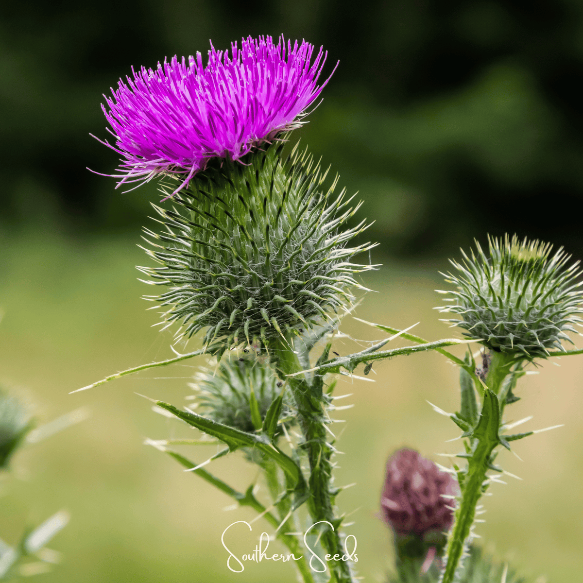 Milk Thistle – 20 Seeds - Garden Gets