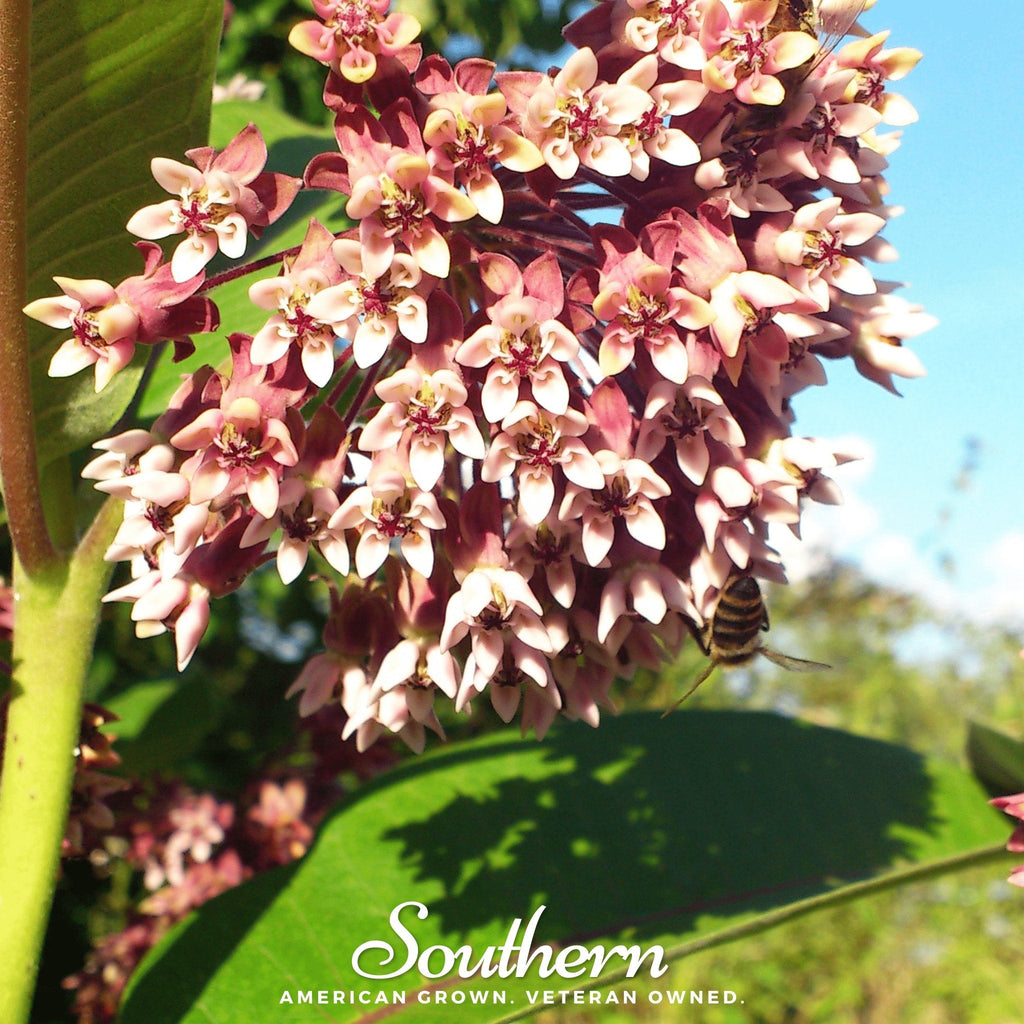 Common Milkweed – 50 Seeds - Garden Gets