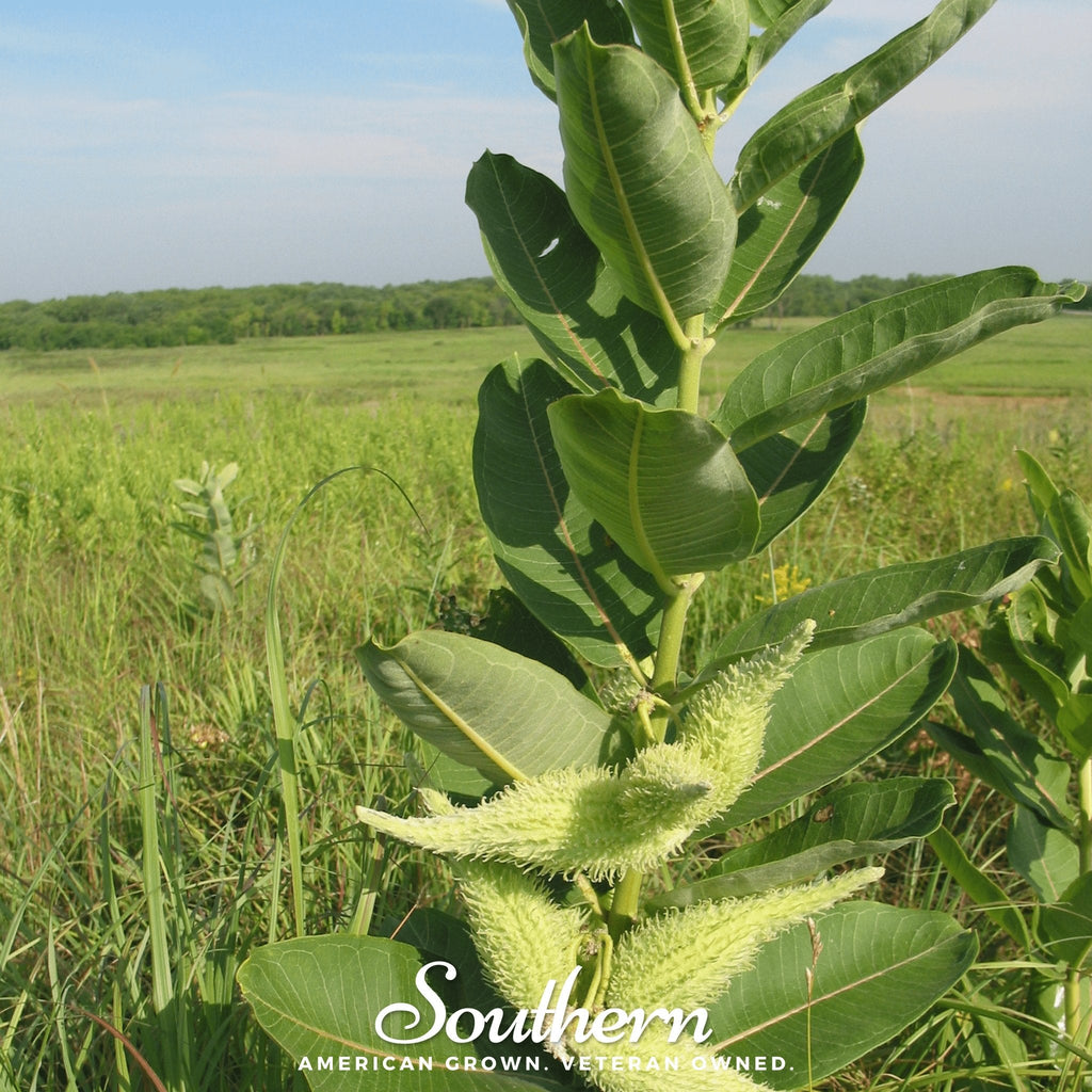 Common Milkweed – 50 Seeds - Garden Gets