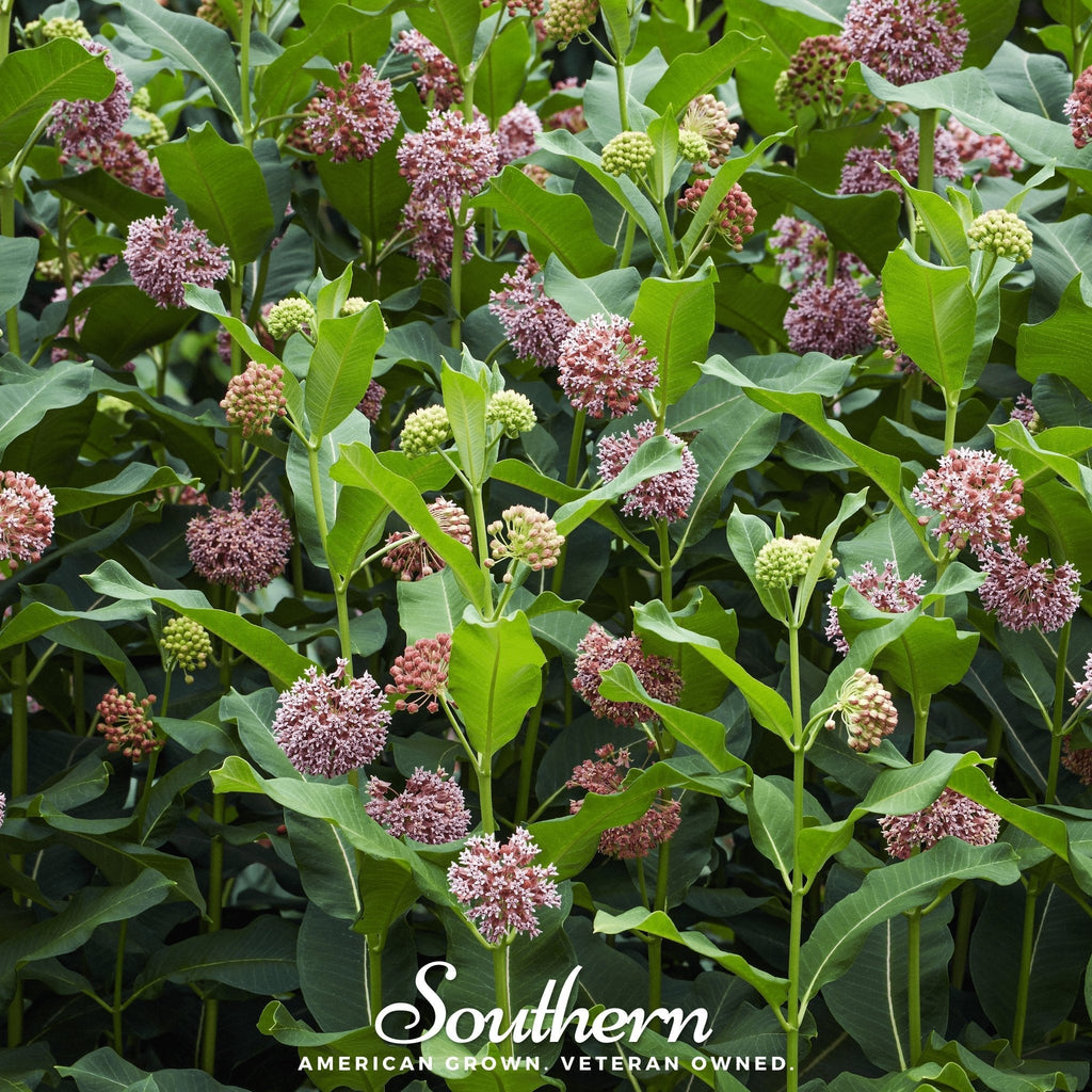 Common Milkweed – 50 Seeds - Garden Gets