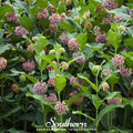 Common Milkweed – 50 Seeds - Garden Gets