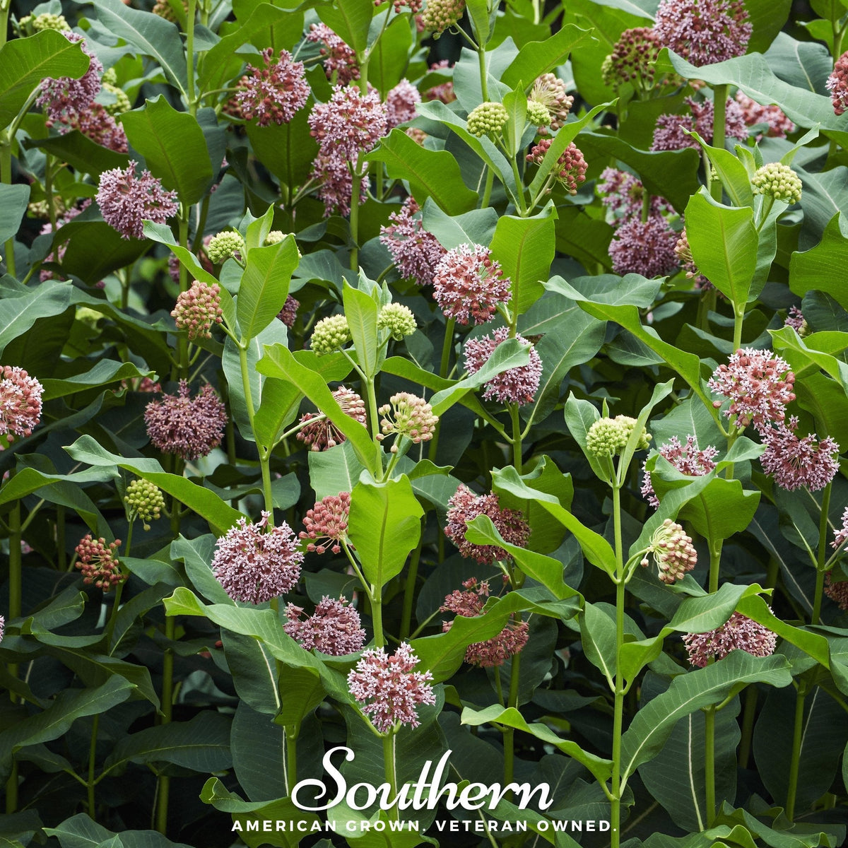 Common Milkweed – 50 Seeds - Garden Gets