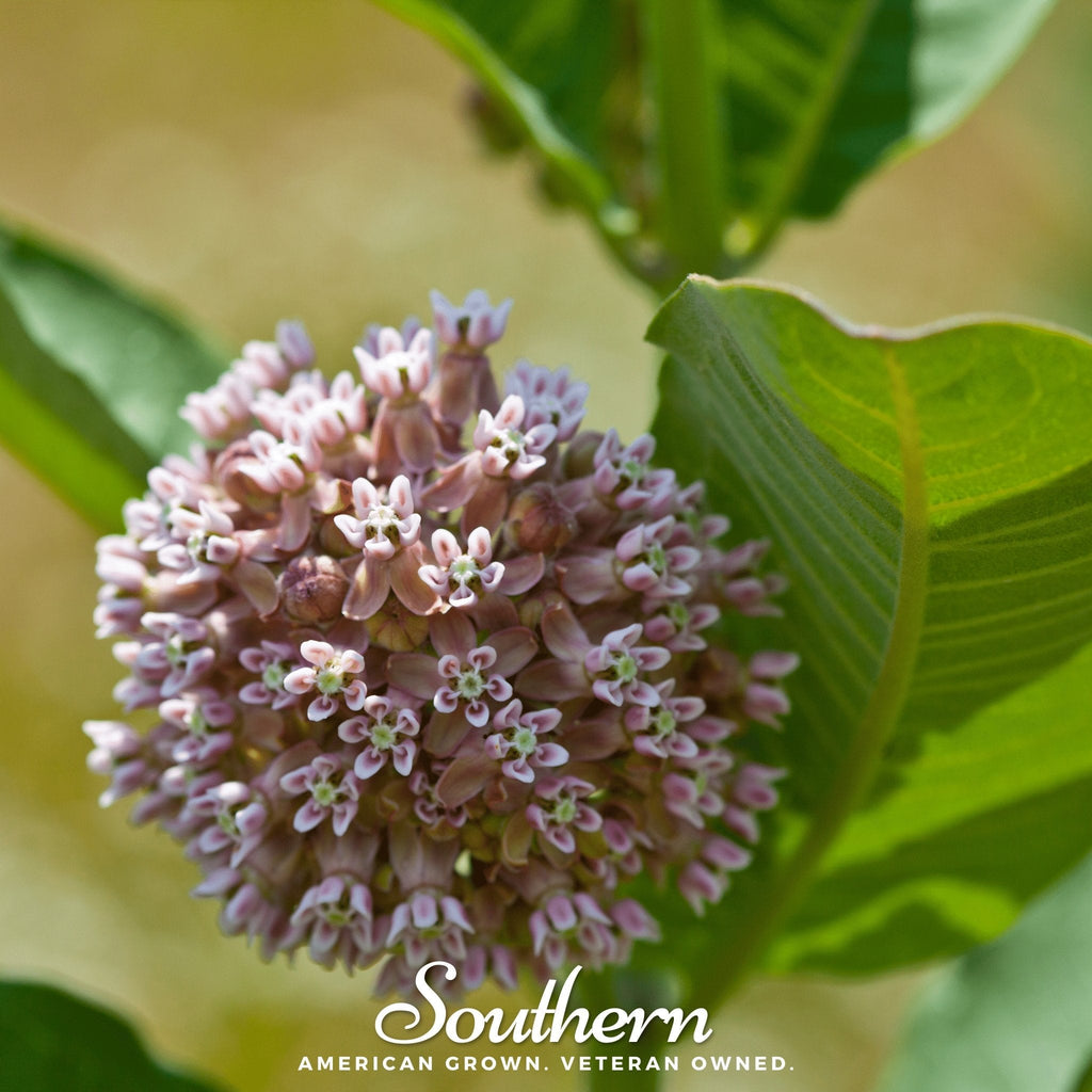 Common Milkweed – 50 Seeds - Garden Gets
