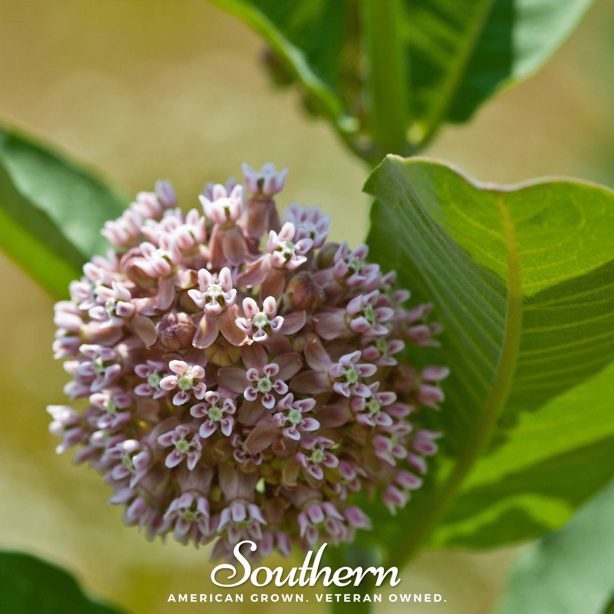 Common Milkweed – 50 Seeds - Garden Gets