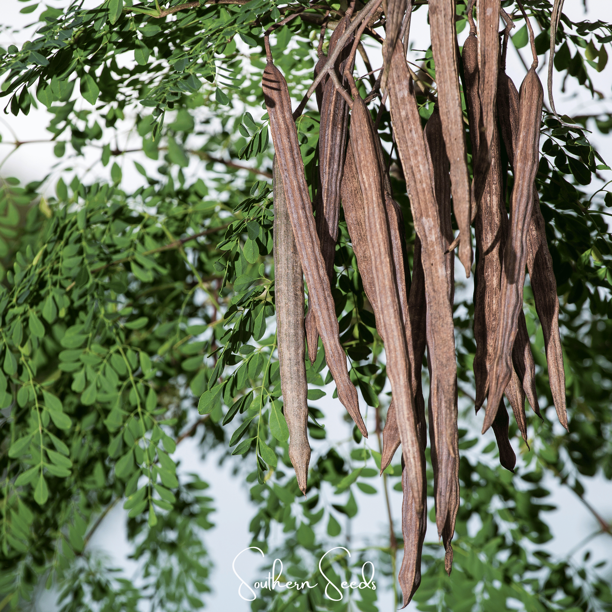 Moringa – 10 Seeds