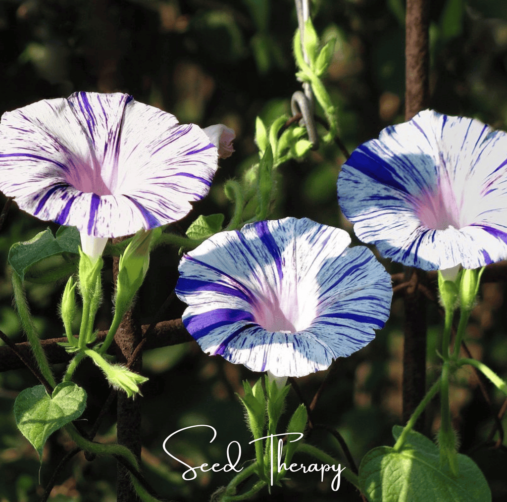 Harlequin Mix Morning Glory – 25 Seeds - Garden Gets