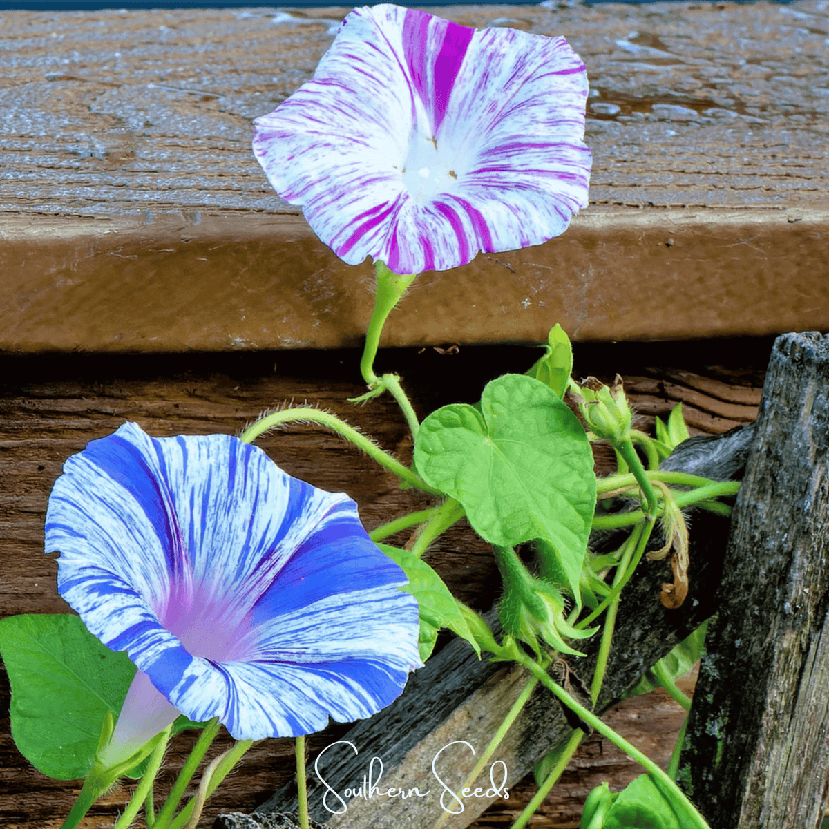 Harlequin Mix Morning Glory – 25 Seeds - Garden Gets
