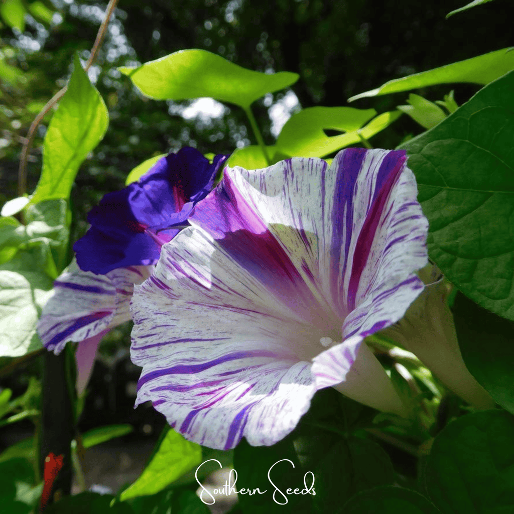 Harlequin Mix Morning Glory – 25 Seeds - Garden Gets