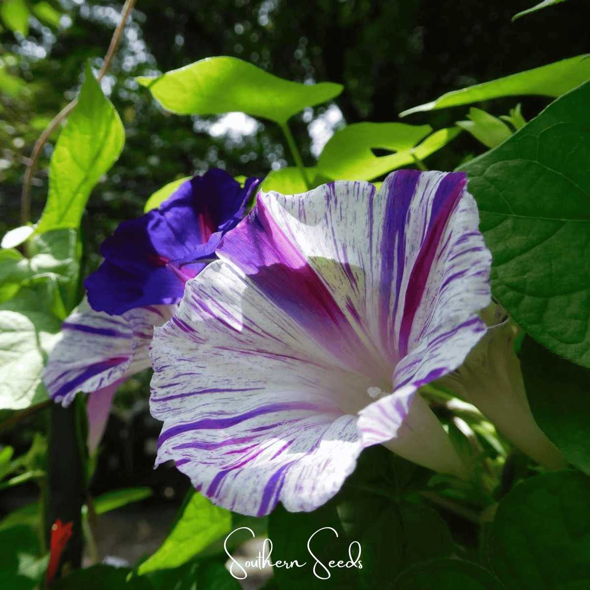Harlequin Mix Morning Glory – 25 Seeds - Garden Gets