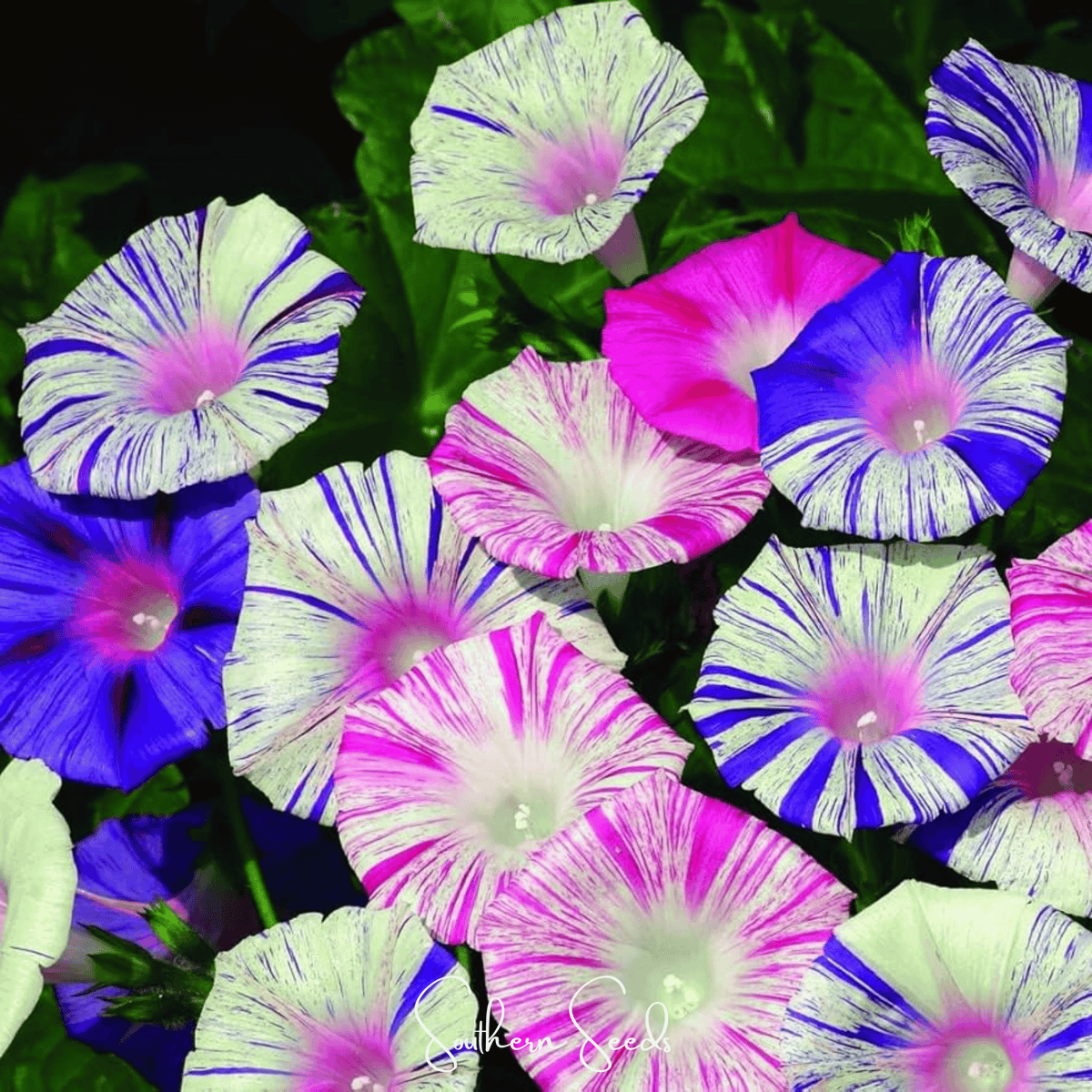 Harlequin Mix Morning Glory – 25 Seeds - Garden Gets