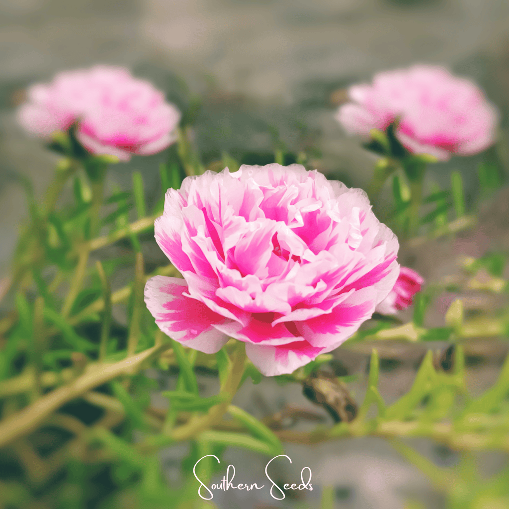 Pink Moss Rose – 250 Seeds - Garden Gets