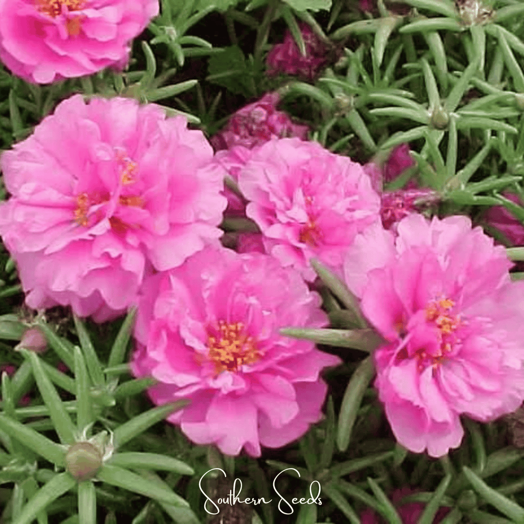Pink Moss Rose – 250 Seeds - Garden Gets