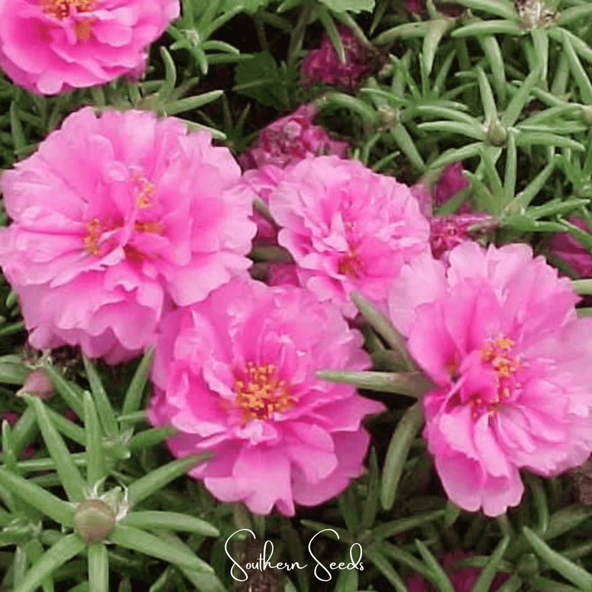 Pink Moss Rose – 250 Seeds - Garden Gets