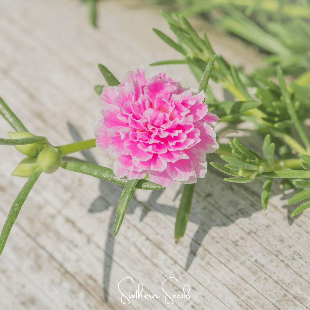 Pink Moss Rose – 250 Seeds - Garden Gets