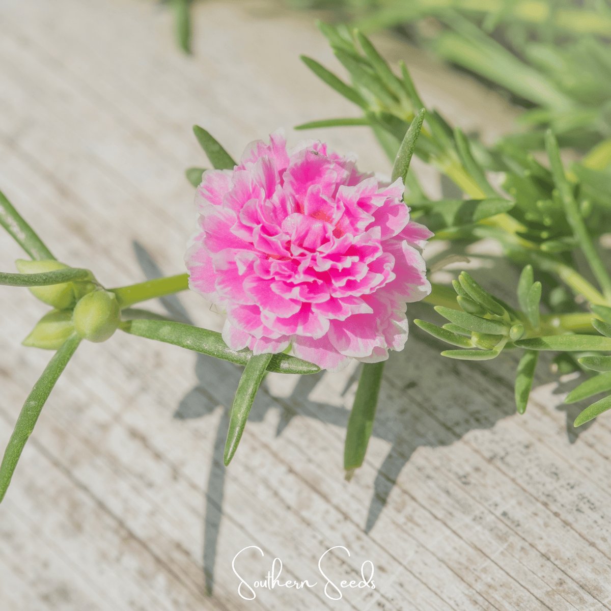 Pink Moss Rose – 250 Seeds - Garden Gets