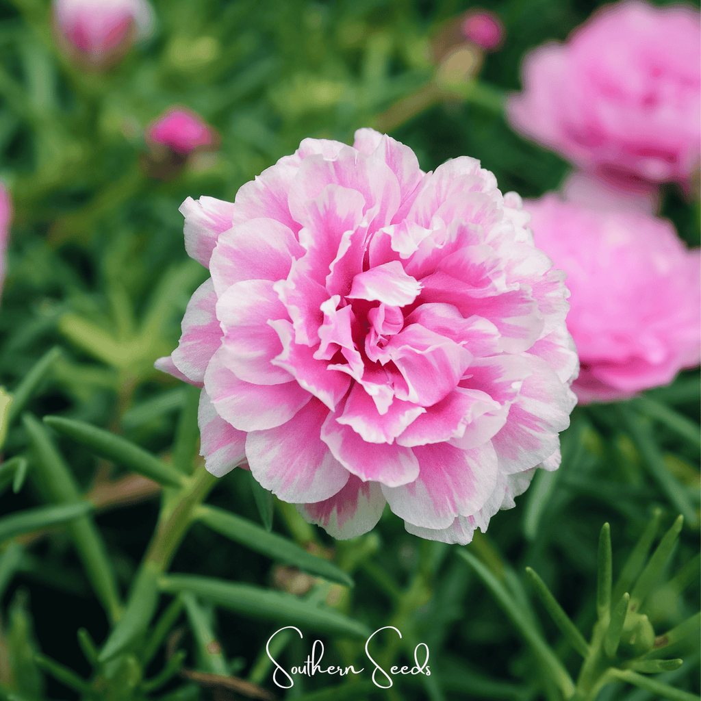 Pink Moss Rose – 250 Seeds - Garden Gets