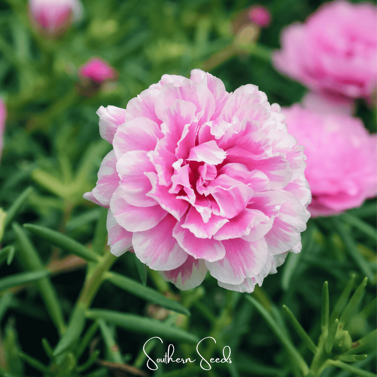 Pink Moss Rose – 250 Seeds - Garden Gets