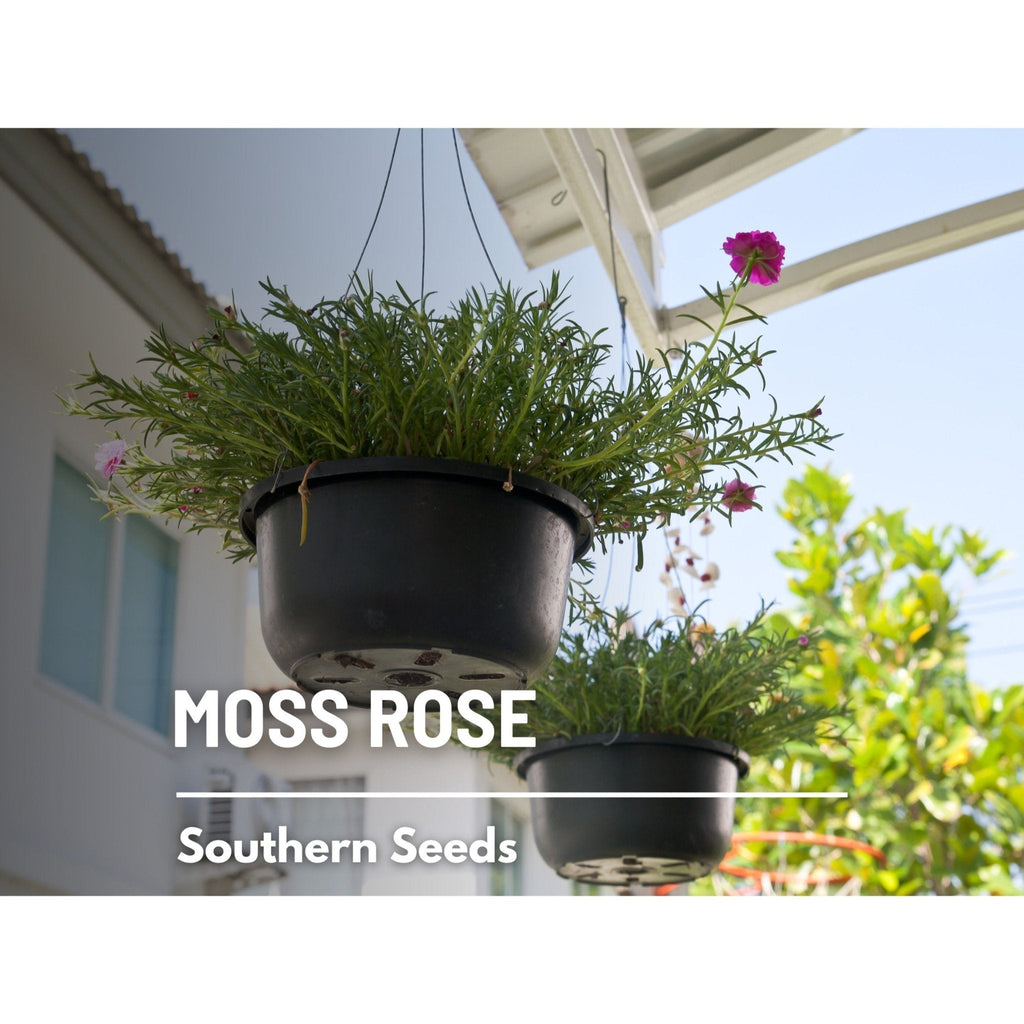 Pink Moss Rose – 250 Seeds - Garden Gets