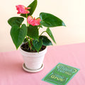 Pre-Potted Anthurium 'Pink' - White Terra Cotta - Garden Gets