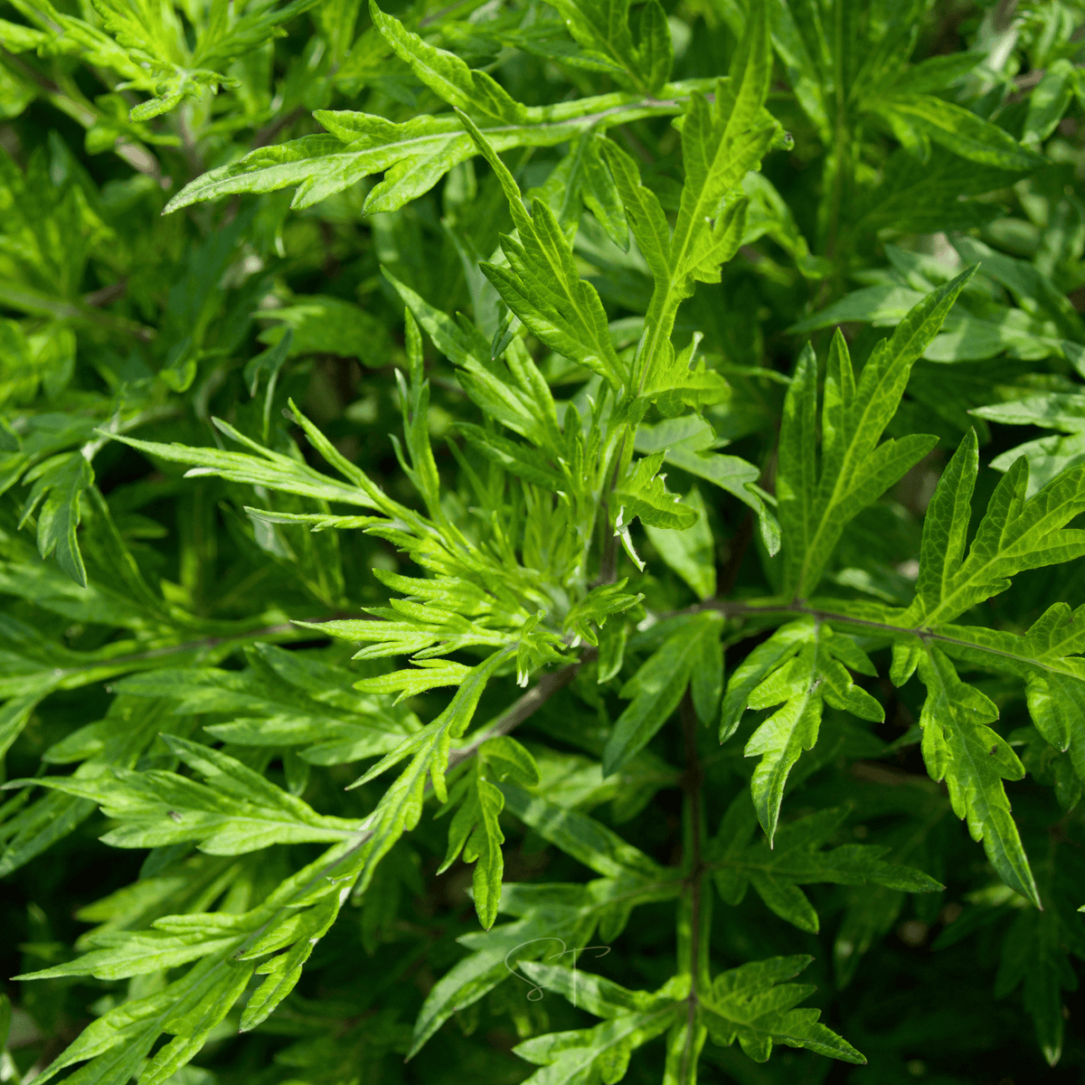 Mugwort – 200 Seeds - Garden Gets