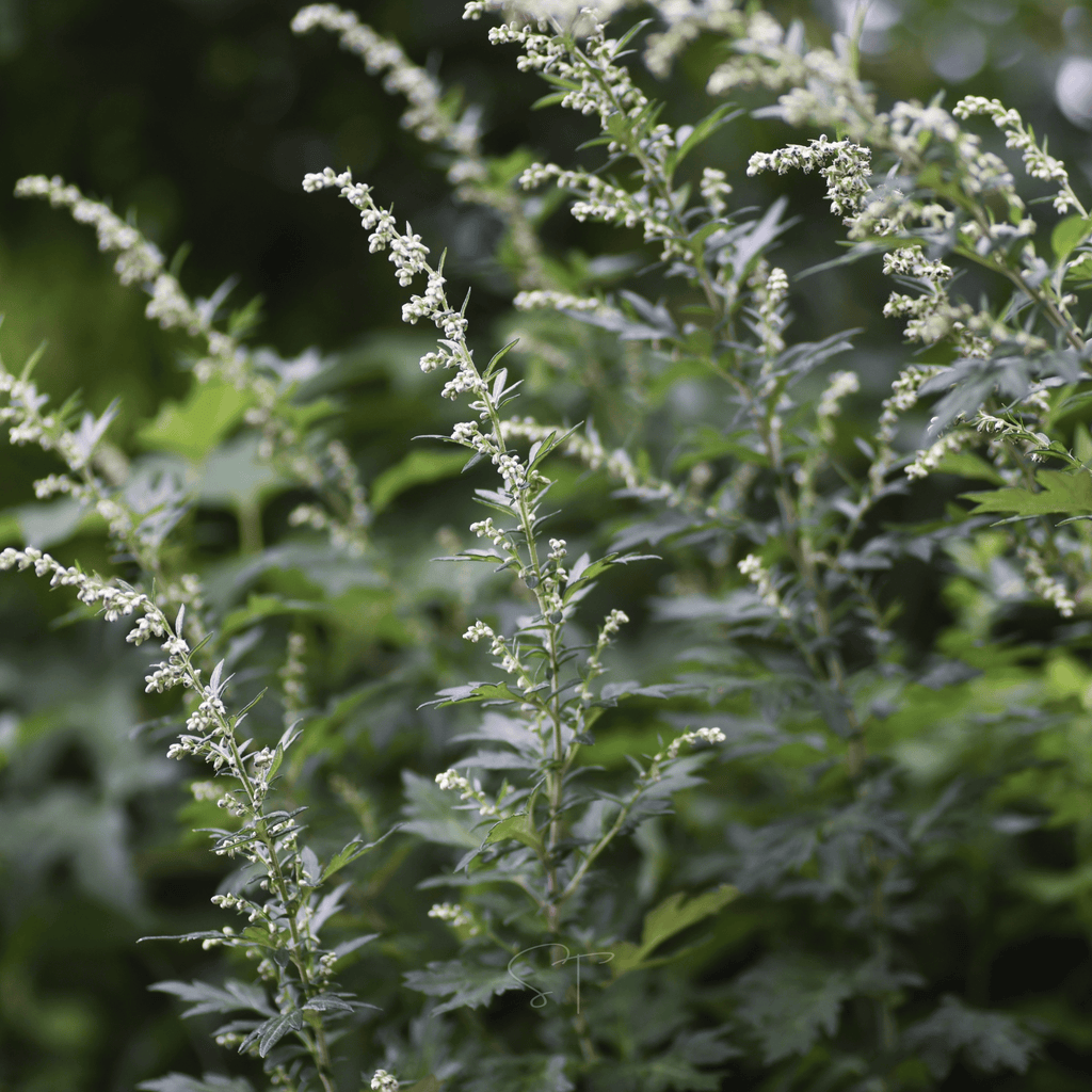 Mugwort – 200 Seeds - Garden Gets