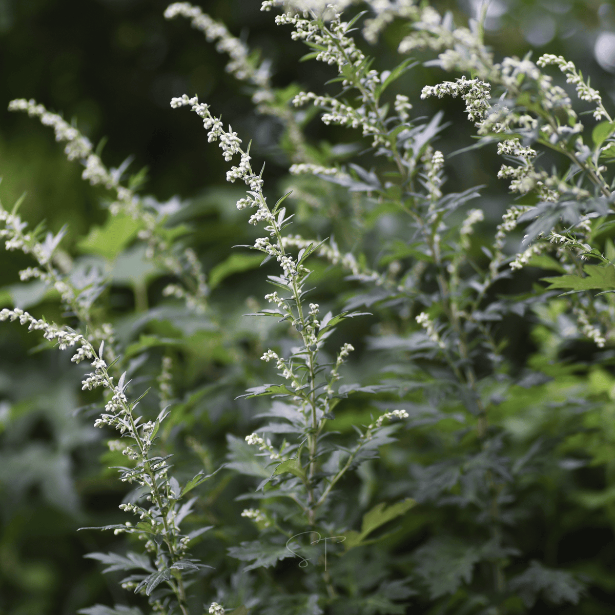 Mugwort – 200 Seeds - Garden Gets