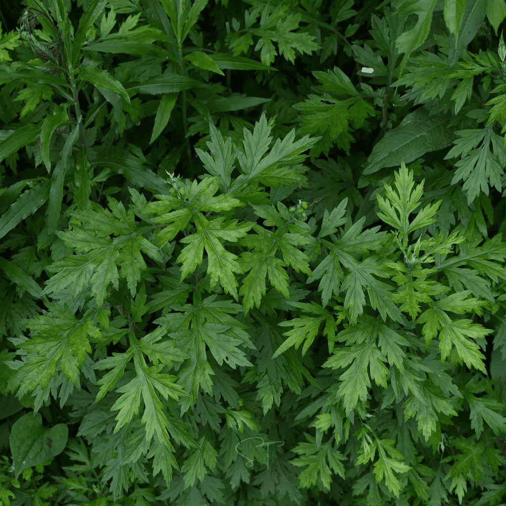 Mugwort – 200 Seeds - Garden Gets
