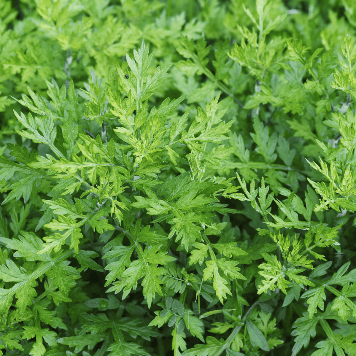 Mugwort – 200 Seeds - Garden Gets