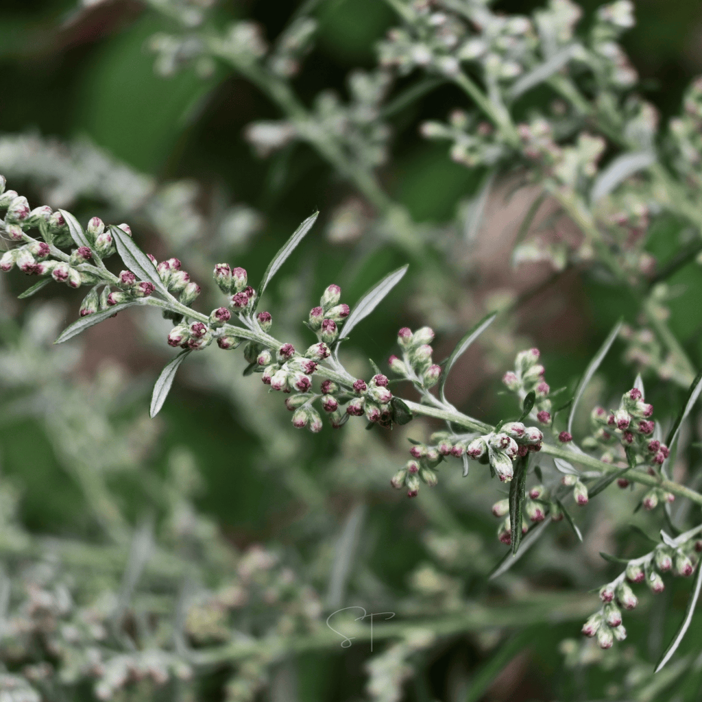 Mugwort – 200 Seeds - Garden Gets