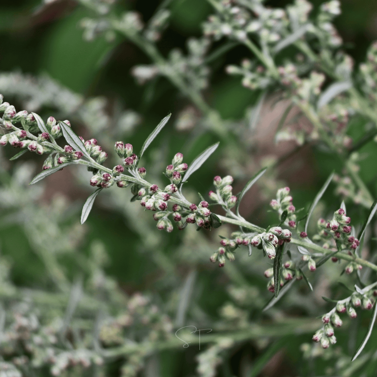 Mugwort – 200 Seeds - Garden Gets