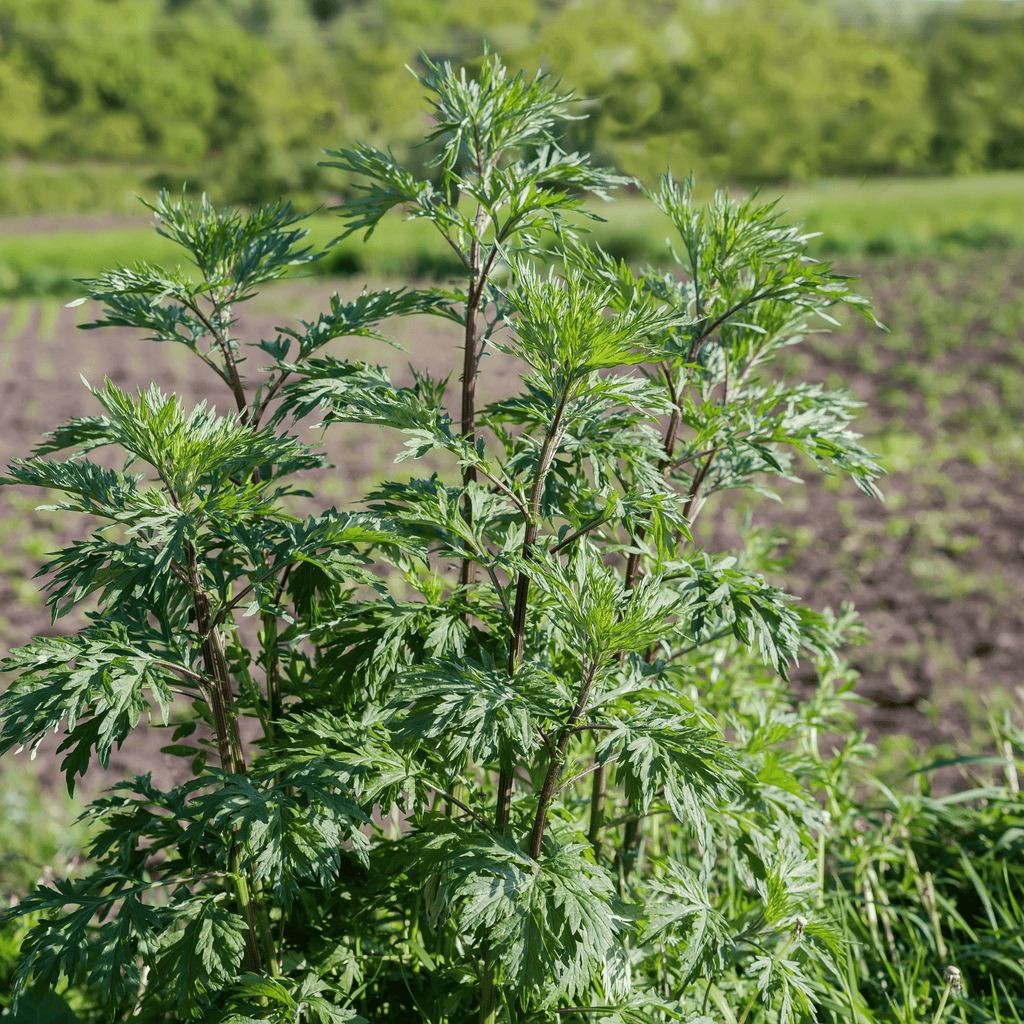 Mugwort – 200 Seeds - Garden Gets