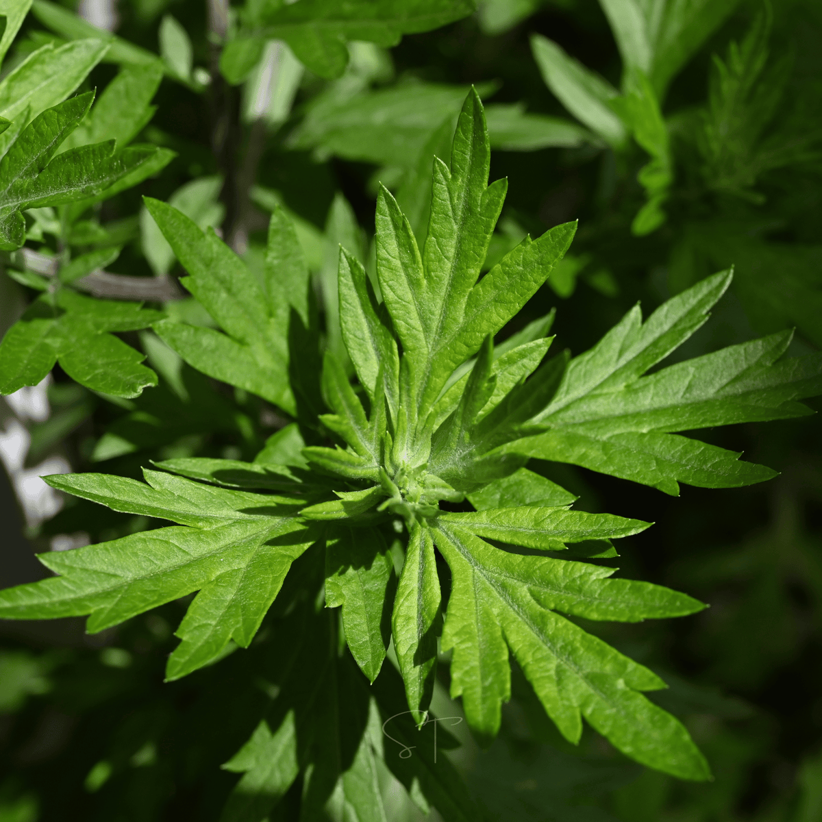 Mugwort – 200 Seeds - Garden Gets