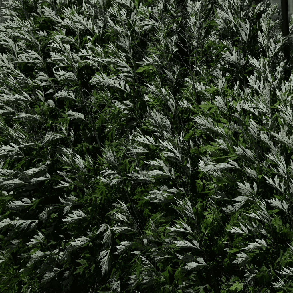 Mugwort – 200 Seeds - Garden Gets