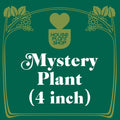 Mystery Flowering Plant - Garden Gets