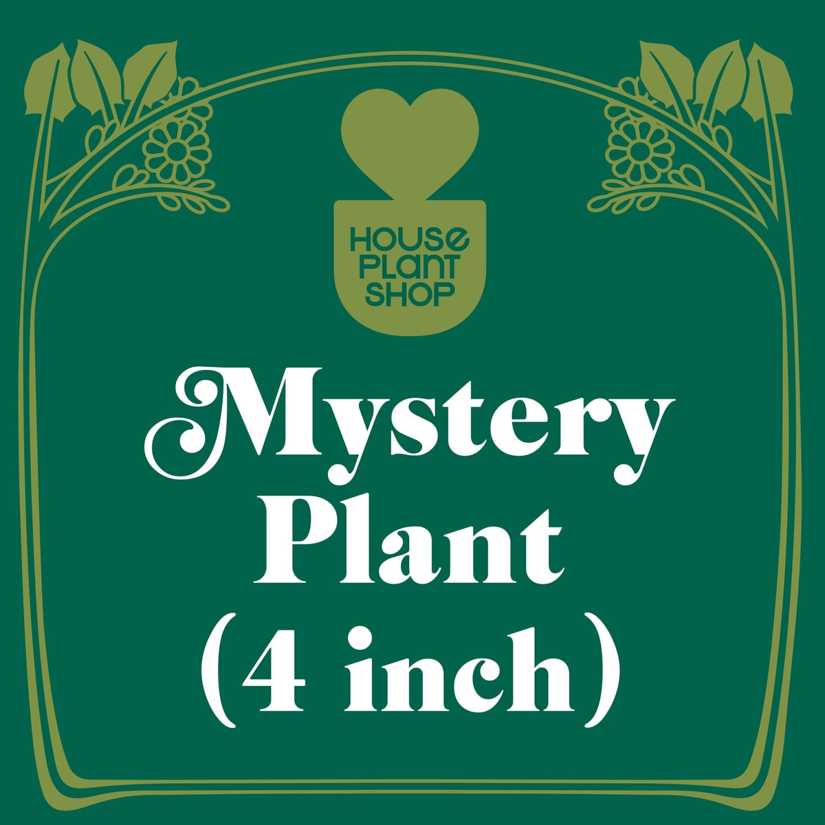 Mystery Flowering Plant - Garden Gets