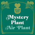 Mystery Air Plant - Garden Gets