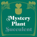 Mystery Succulent House Plant - Garden Gets