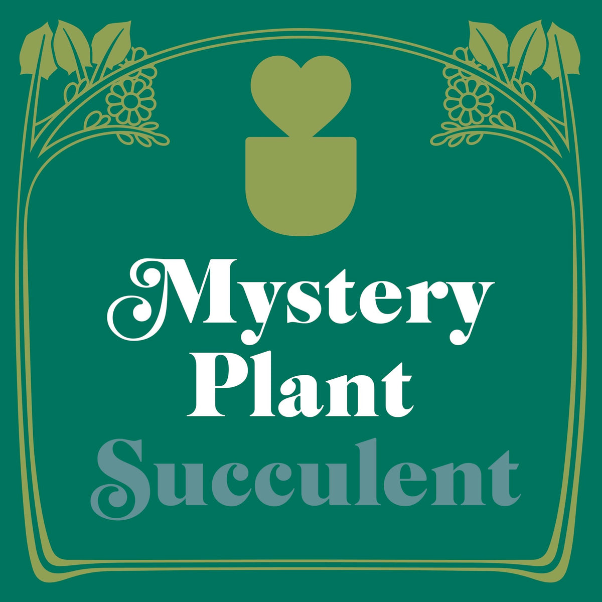 Mystery Succulent House Plant - Garden Gets